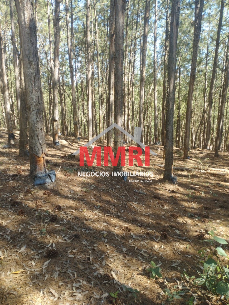 Fazenda, 100 m² - Foto 3