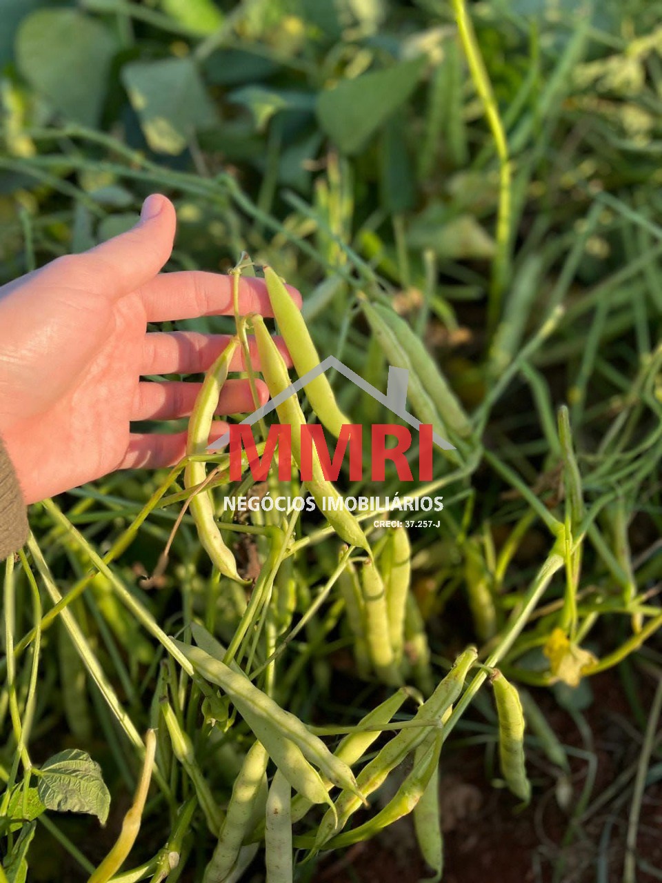 Fazenda, 205 m² - Foto 9