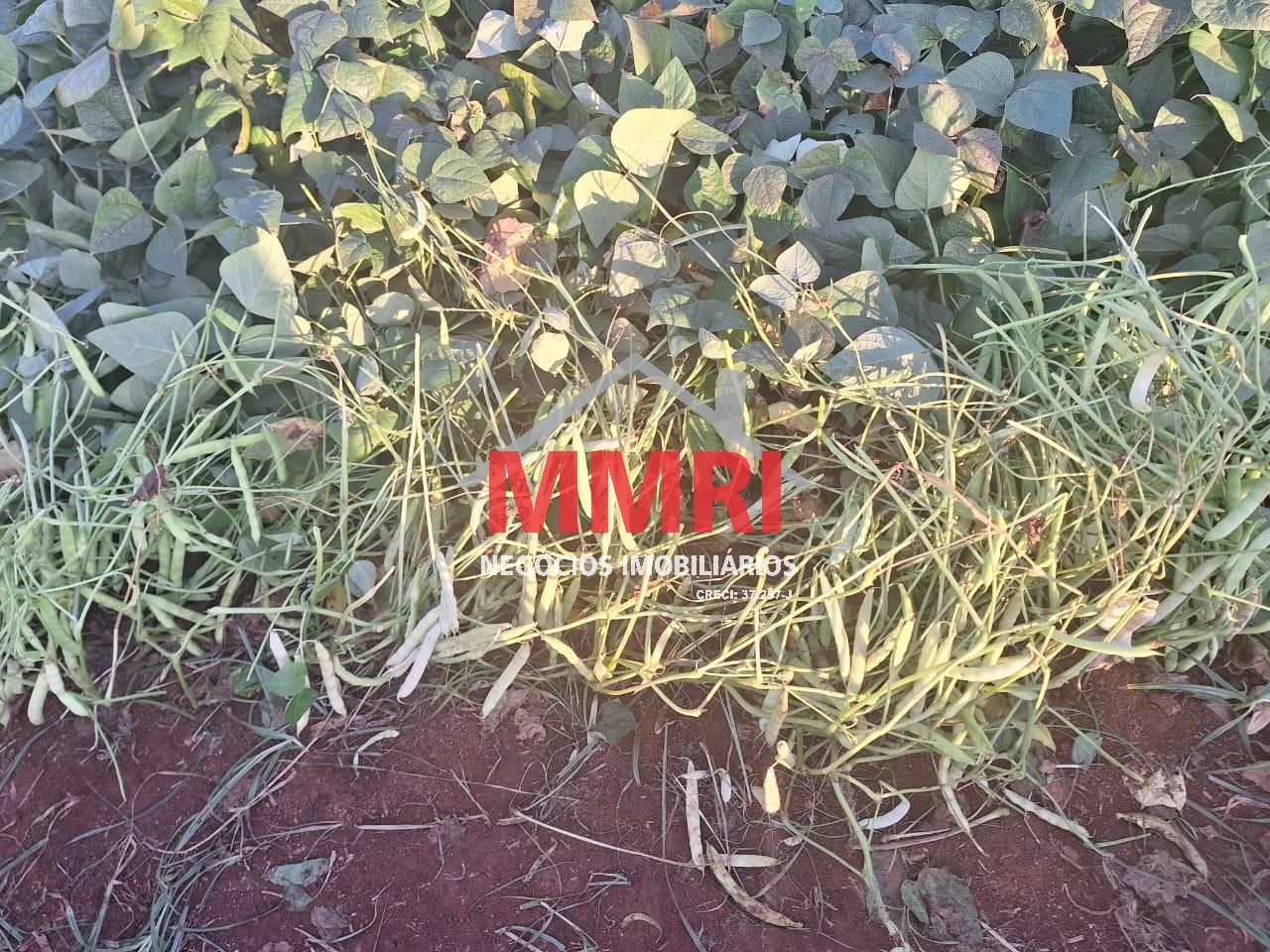 Fazenda, 205 m² - Foto 16