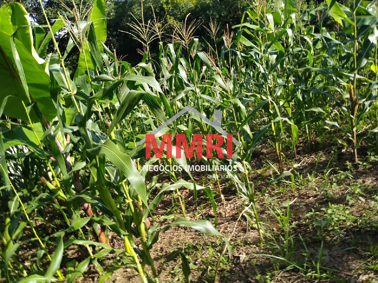 Chácara, 4 quartos, 3218 m² - Foto 100