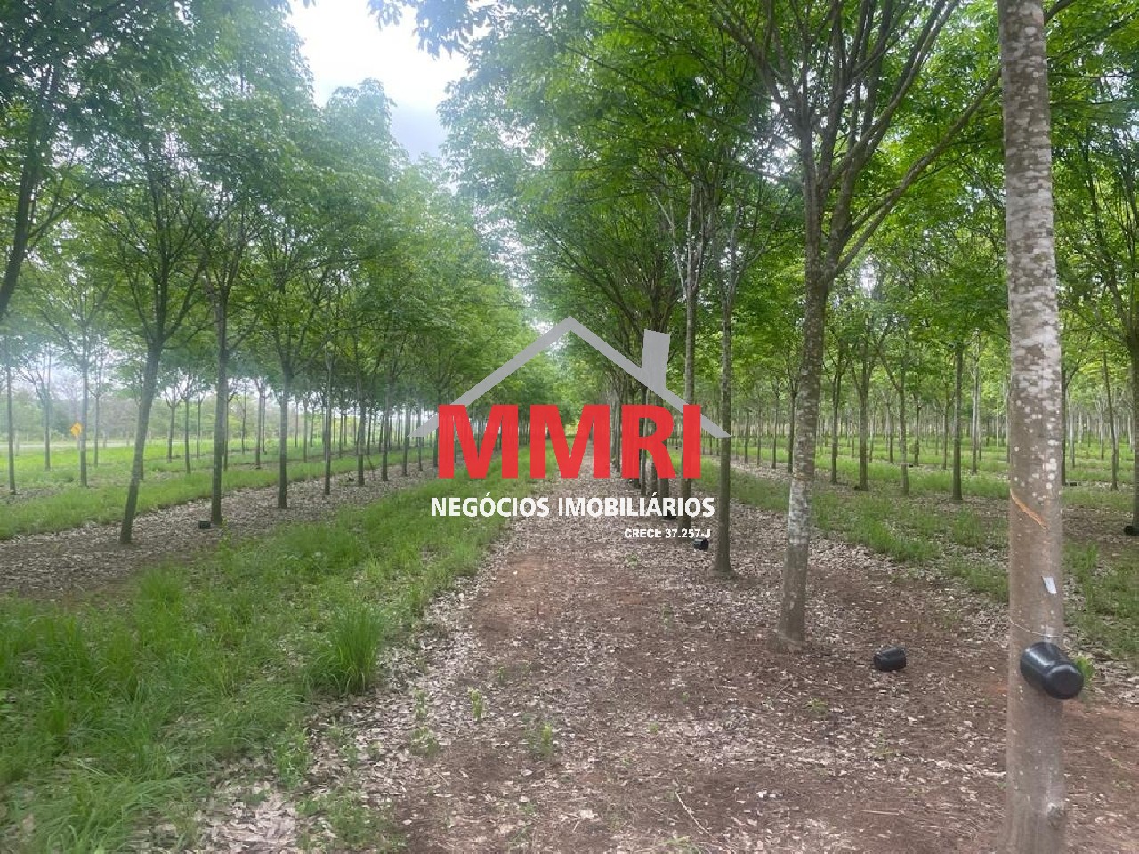 Fazenda, 2 hectares - Foto 20