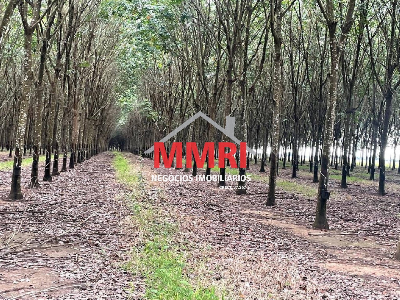 Fazenda, 2 hectares - Foto 18