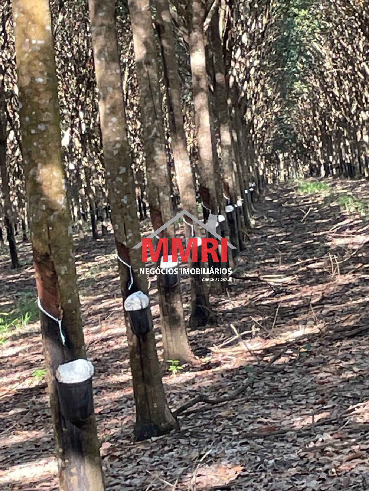 Fazenda, 2 hectares - Foto 5