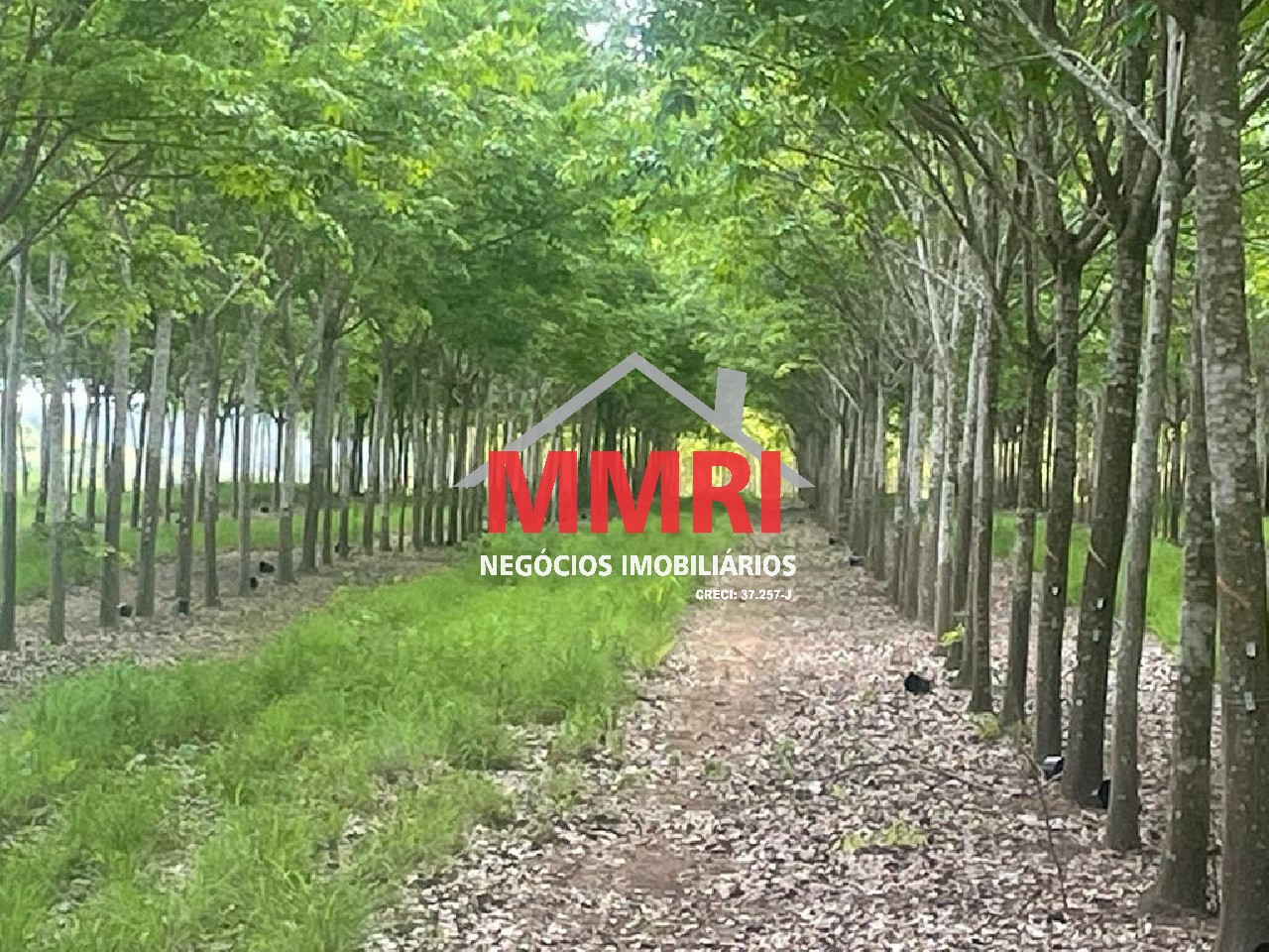 Fazenda, 2 hectares - Foto 15