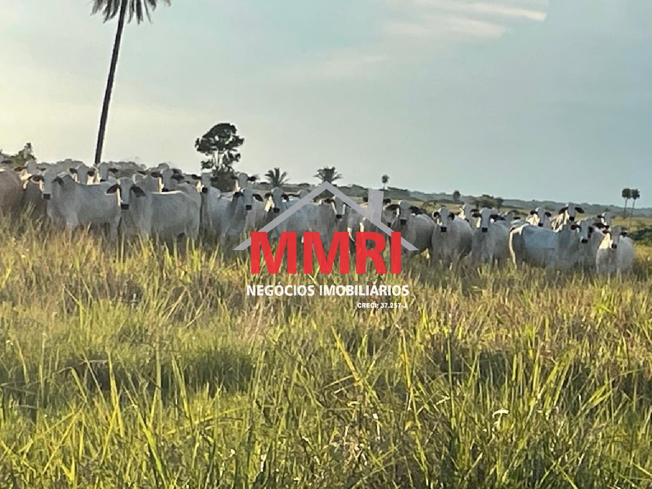 Fazenda, 2 hectares - Foto 4