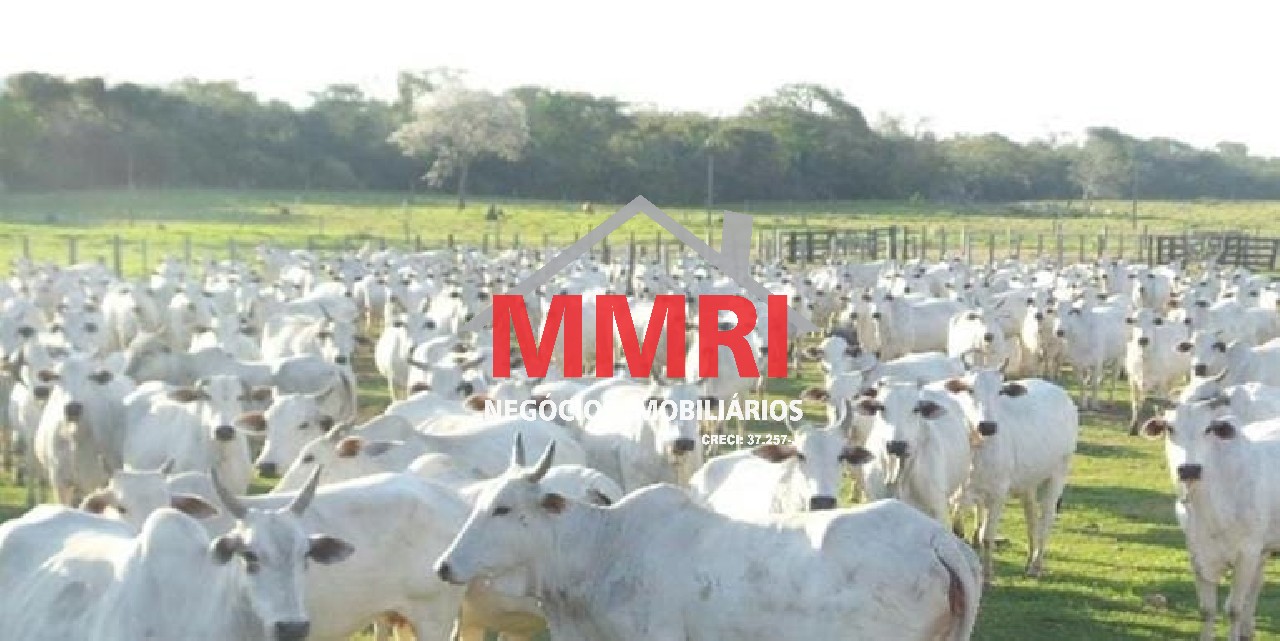 Fazenda, 8 hectares - Foto 9