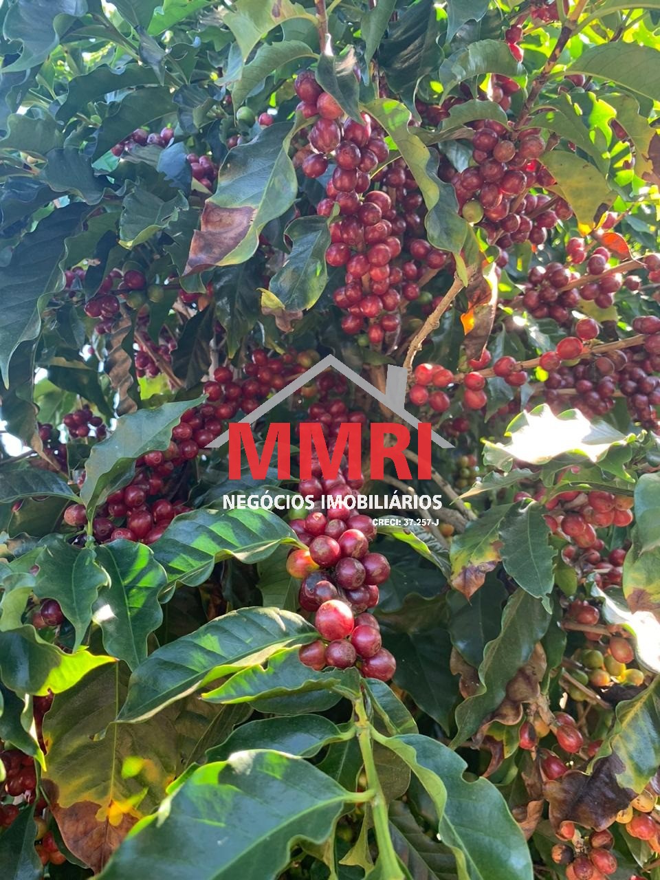 Fazenda, 1333 m² - Foto 22