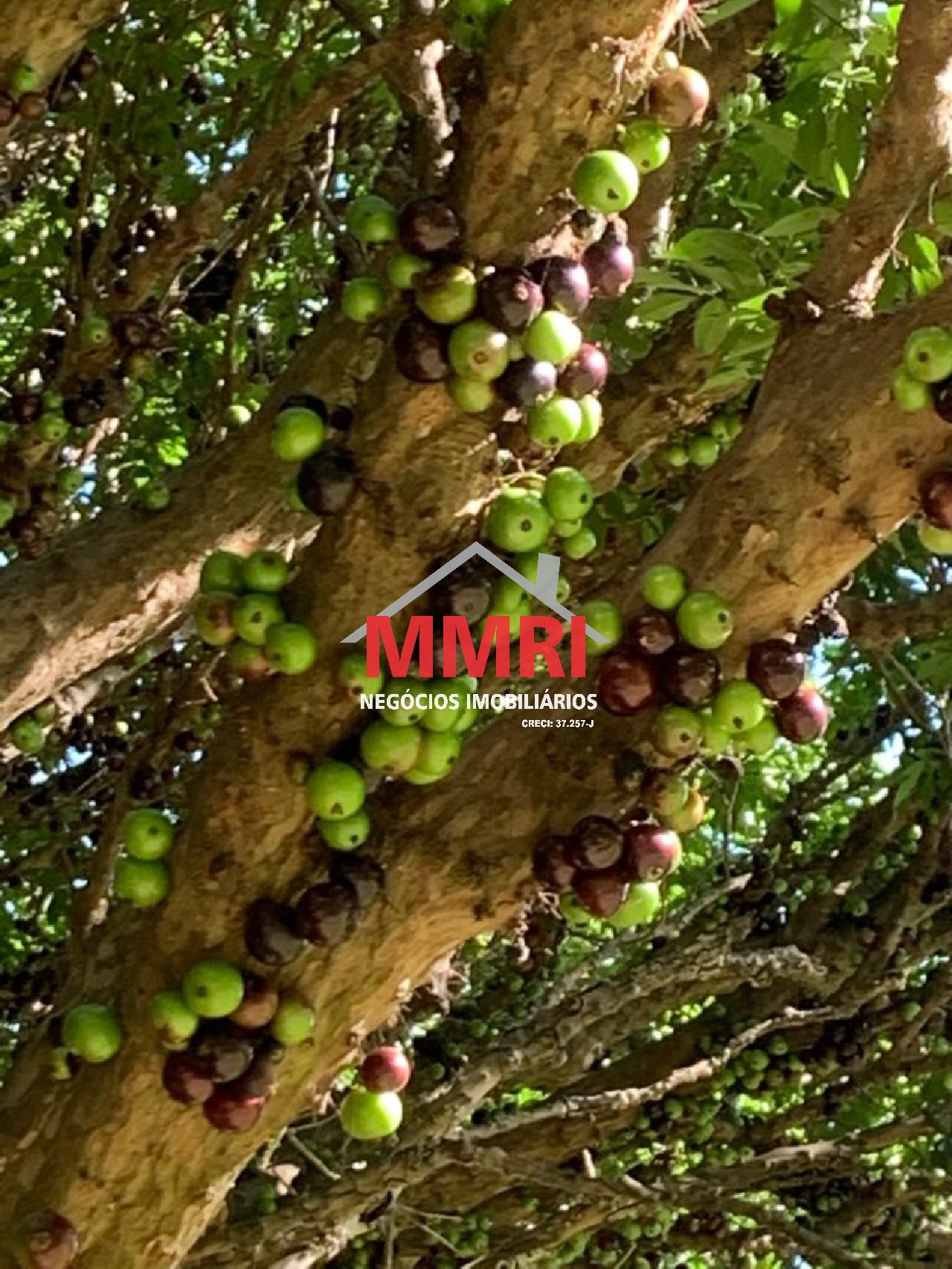 Chácara, 3 quartos - Foto 16