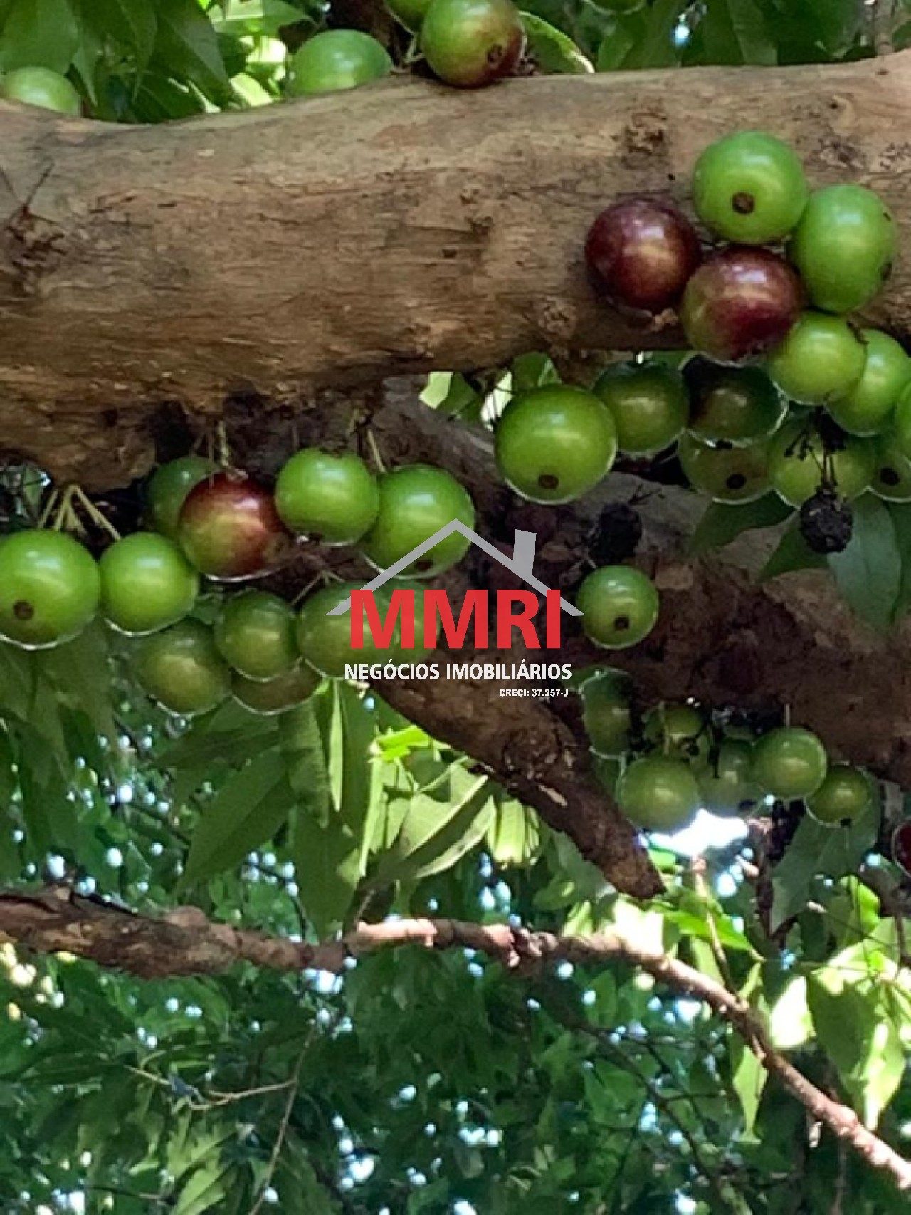 Chácara, 3 quartos - Foto 19