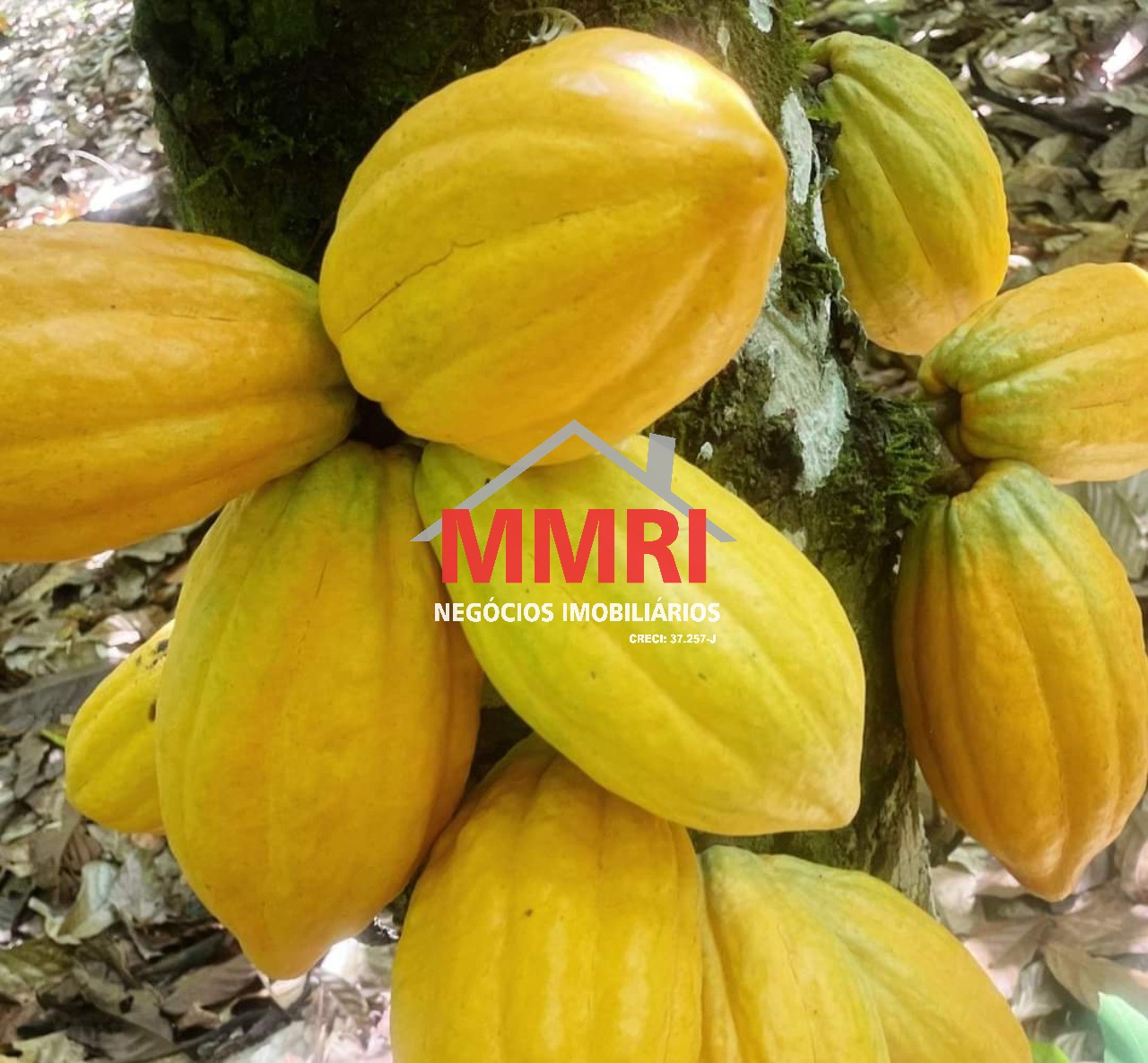 Fazenda, 2000 m² - Foto 21