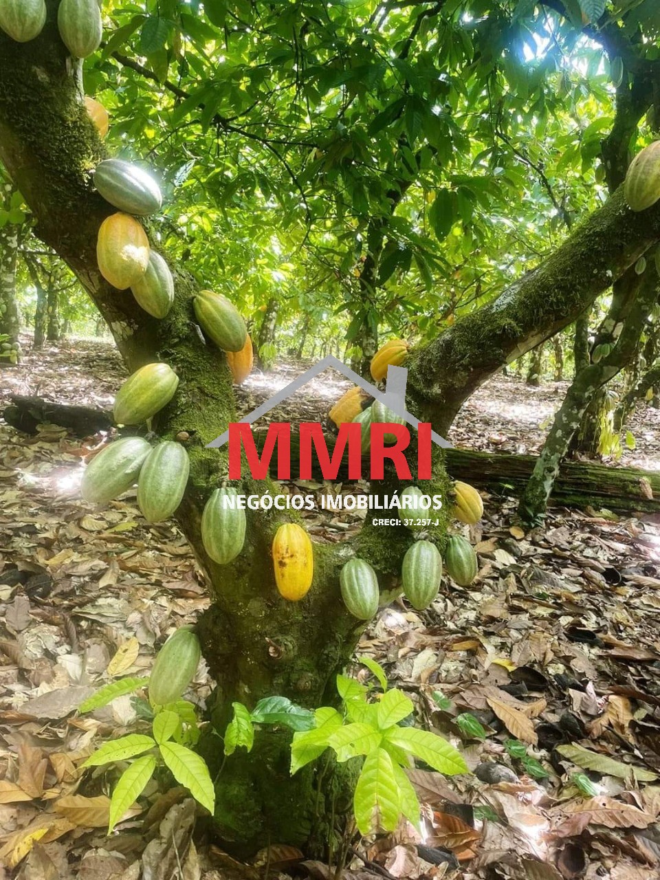 Fazenda, 2000 m² - Foto 15