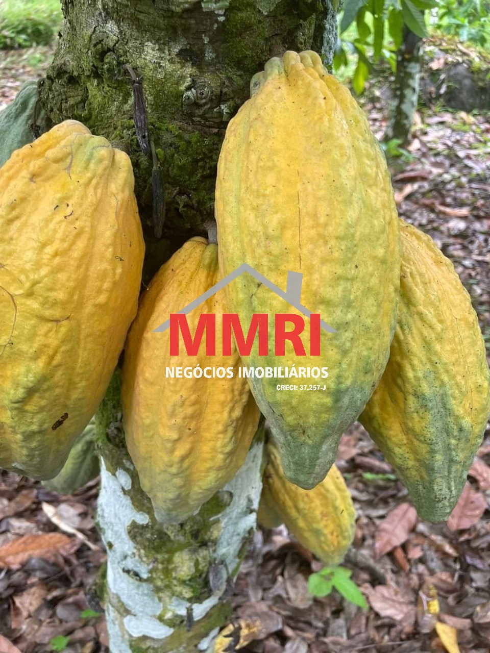 Fazenda, 2000 m² - Foto 20