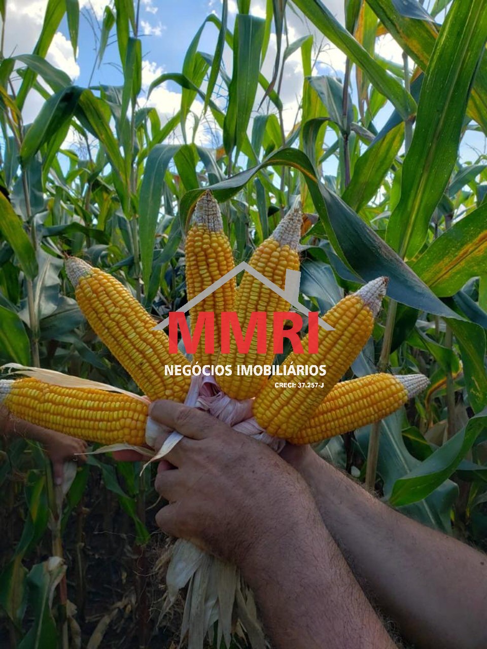 Fazenda, 3 hectares - Foto 17