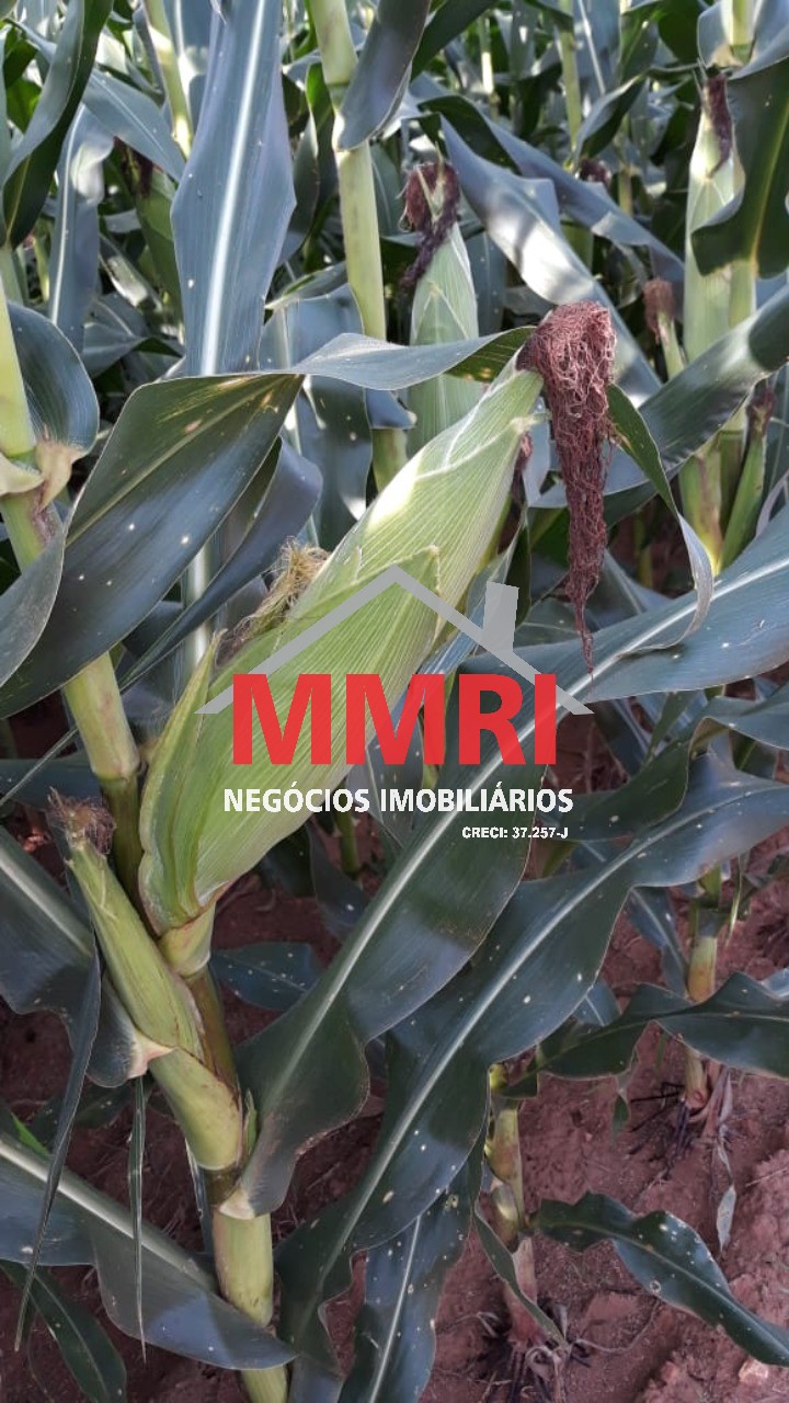 Fazenda, 3 hectares - Foto 15