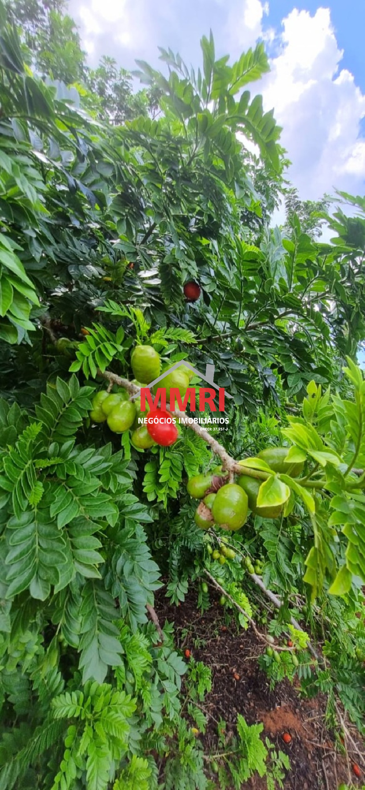 Sítio, 4 quartos - Foto 14