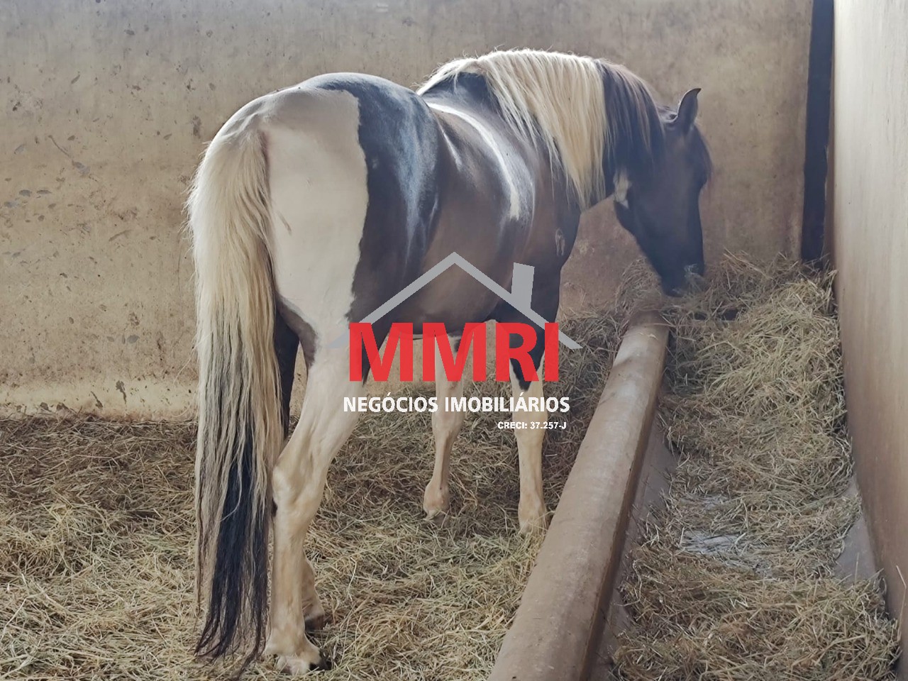 Fazenda, 800 m² - Foto 2