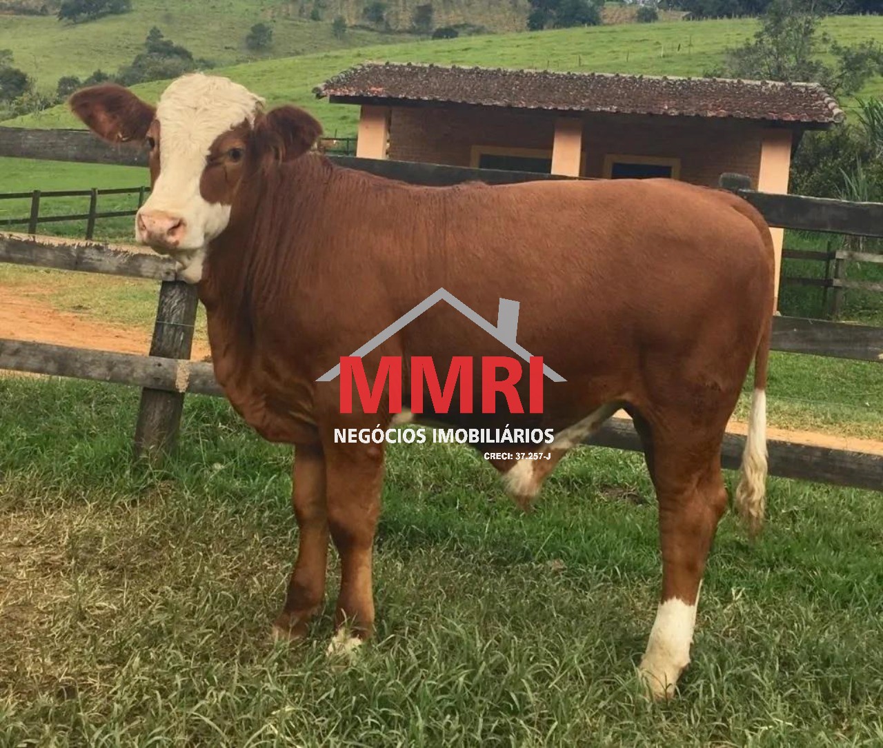 Fazenda, 453 m² - Foto 3