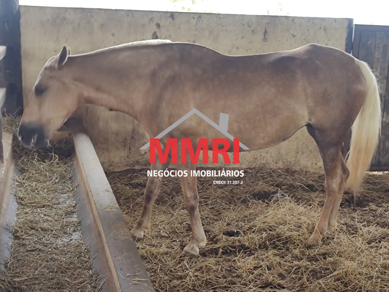 Fazenda, 800 m² - Foto 32