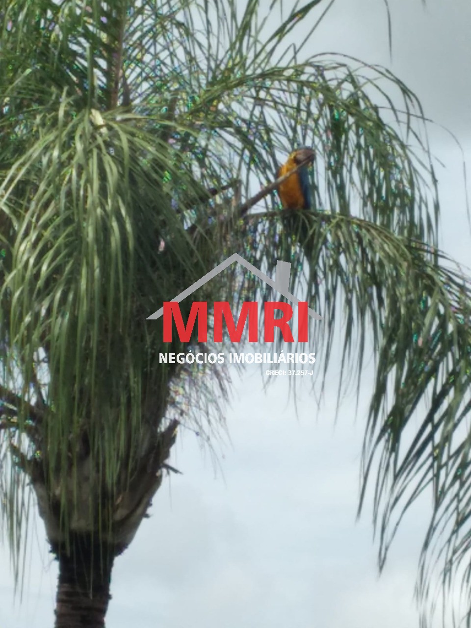 Fazenda, 8 hectares - Foto 18