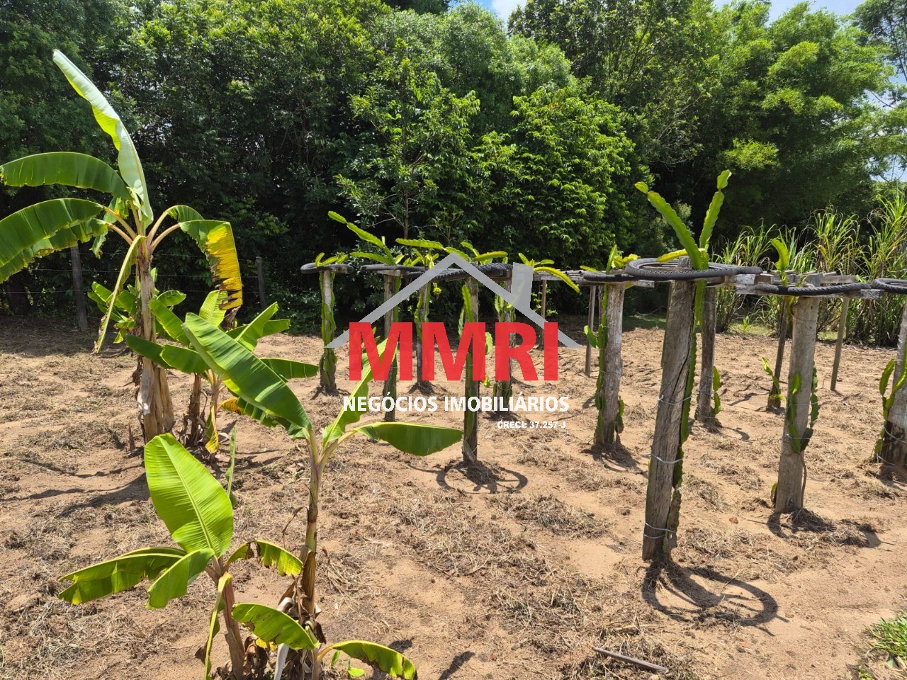 Sítio, 2 hectares - Foto 12