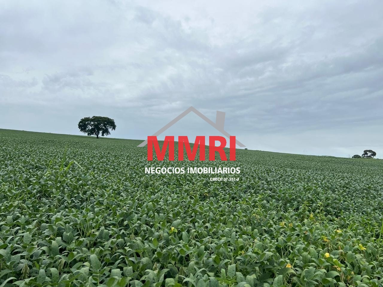 Fazenda - Foto 16