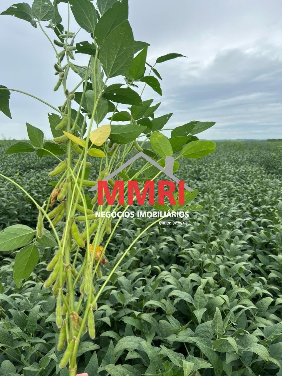 Fazenda - Foto 6