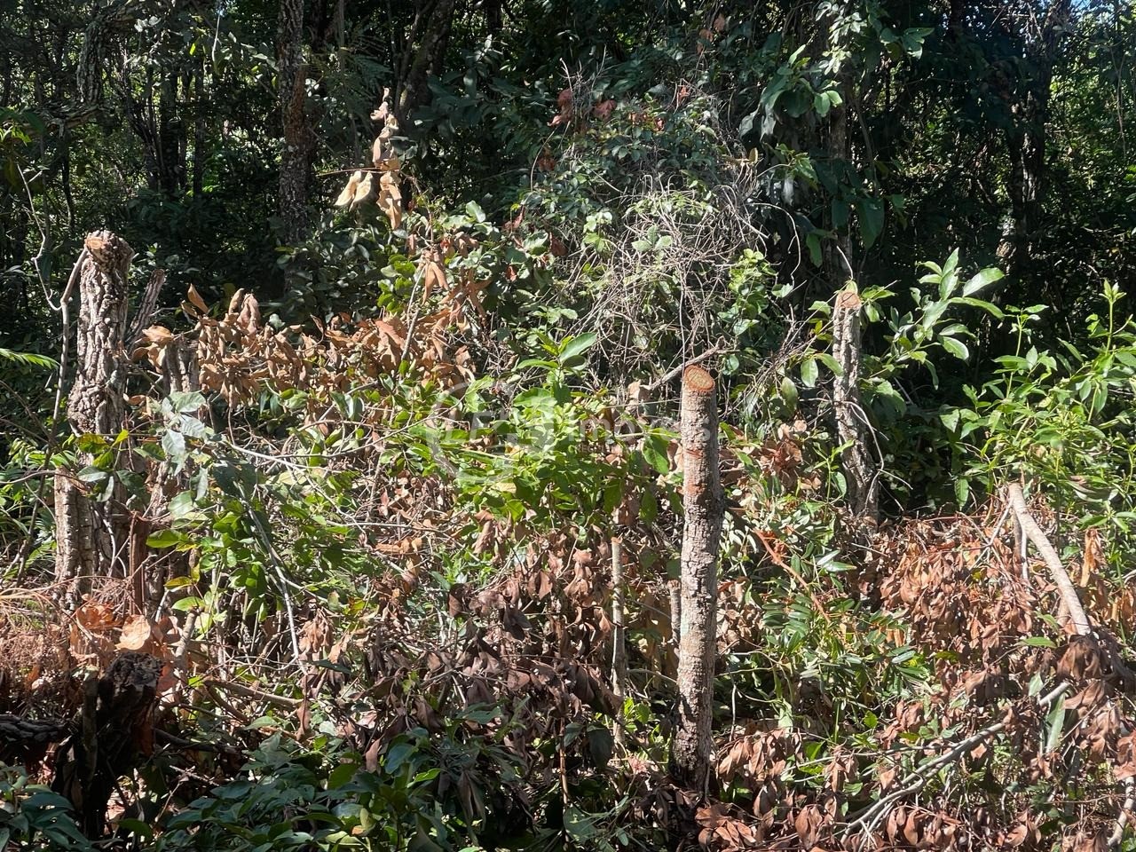 Chácara à venda, 10000m² - Foto 5