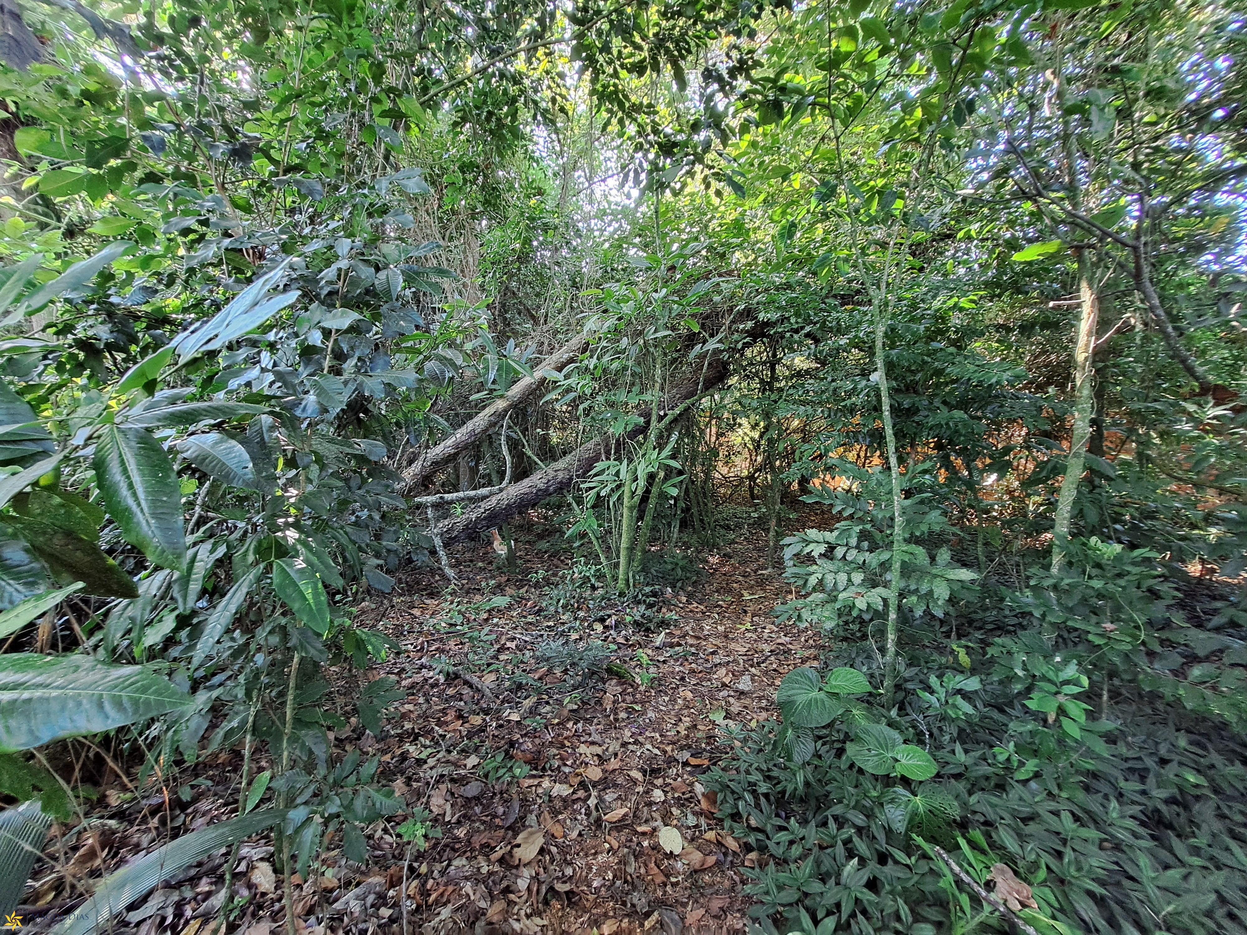 Terreno, 1250 m² - Foto 5