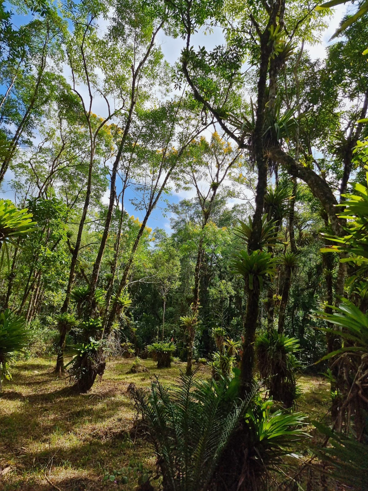 Chácara à venda com 3 quartos, 60000m² - Foto 5