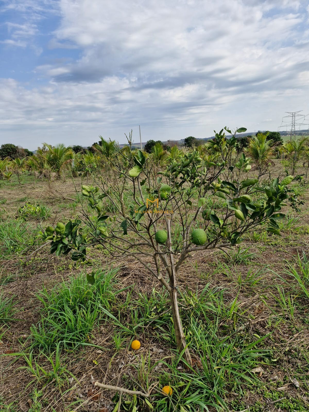 Terreno, 1000 m² - Foto 3