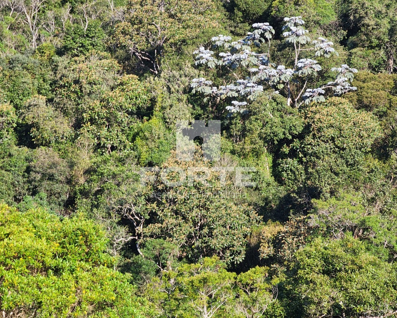 Chácara à venda com 3 quartos, 13000m² - Foto 25