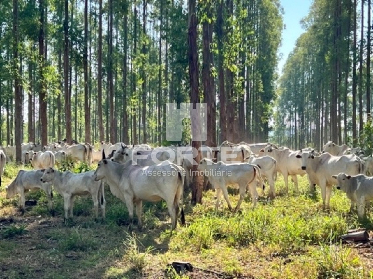 Fazenda à venda com 3 quartos, 1722m² - Foto 19