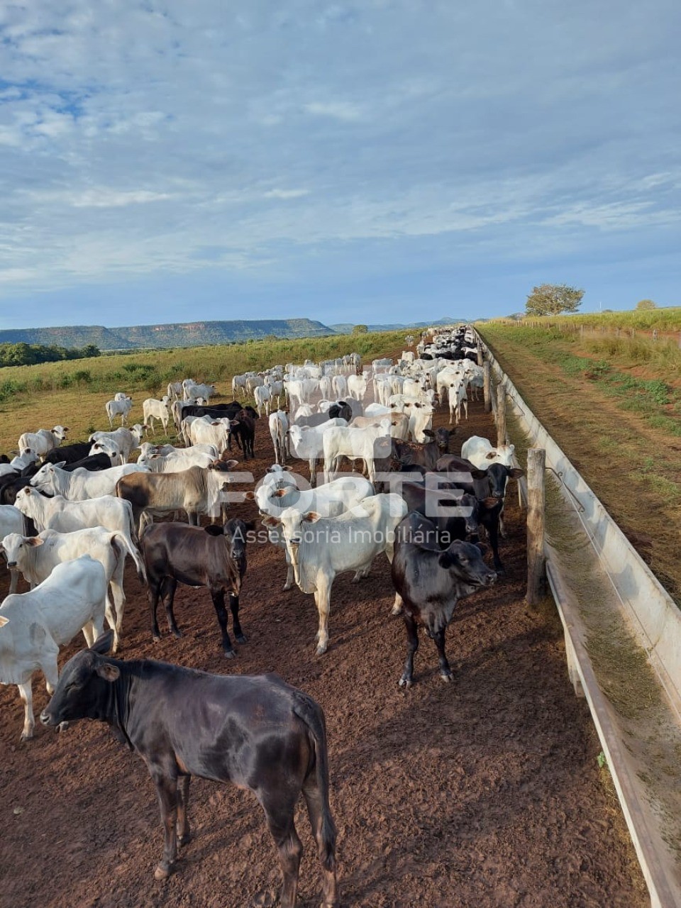 Fazenda à venda com 11 quartos, 3900m² - Foto 2