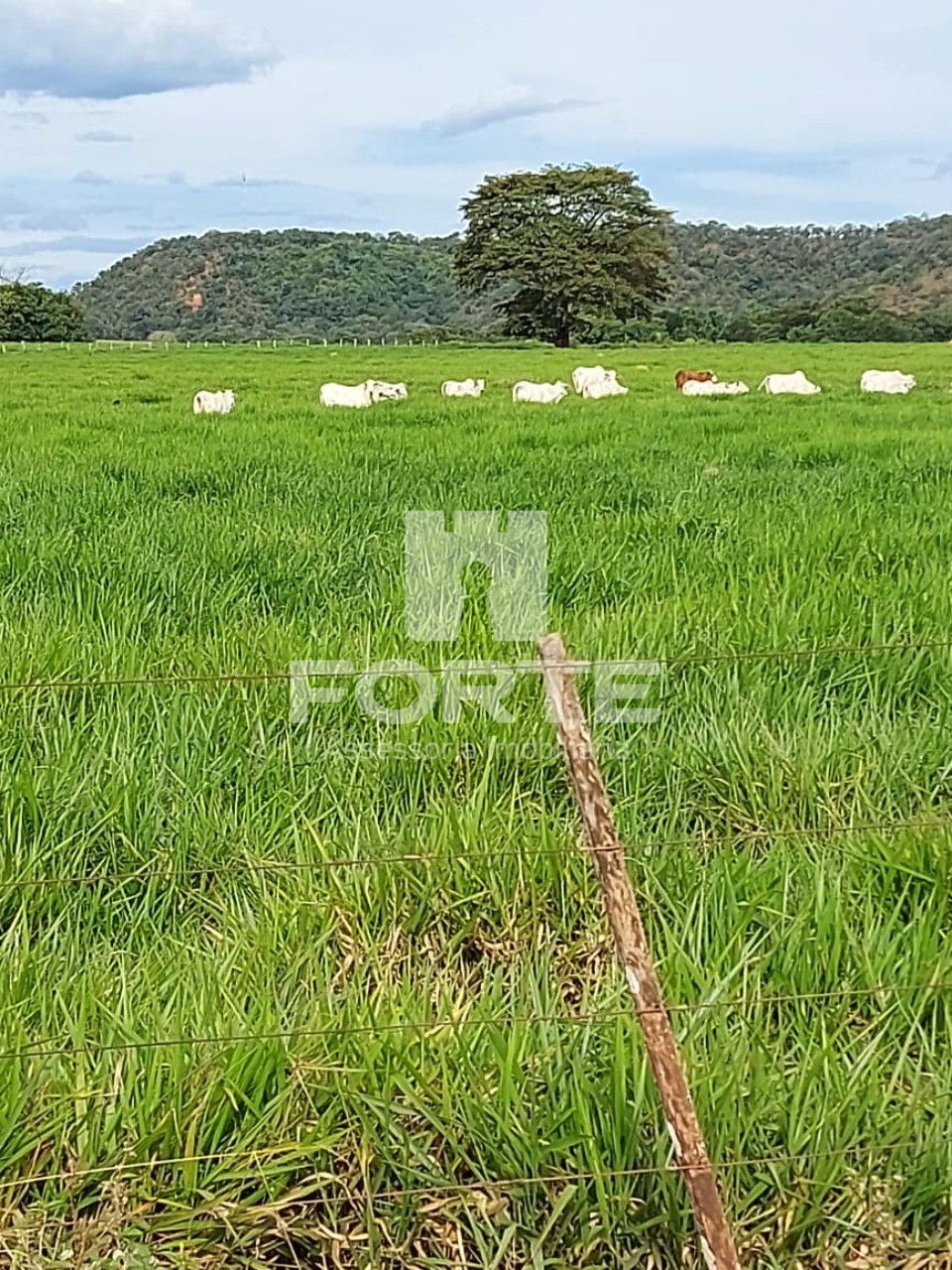 Fazenda à venda com 11 quartos, 3900m² - Foto 16