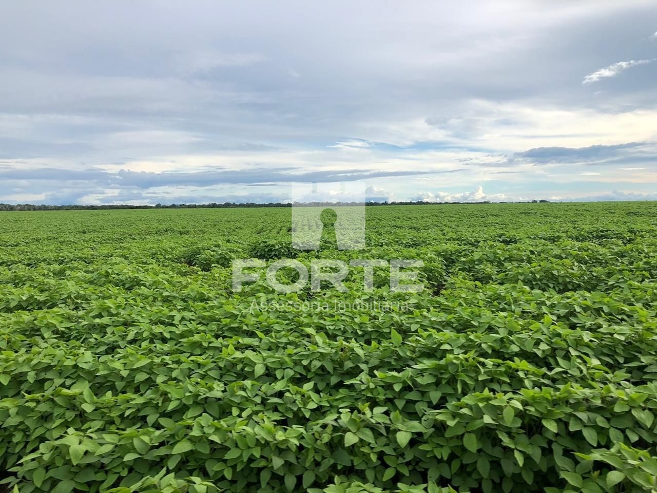 Fazenda, 4 hectares - Foto 8