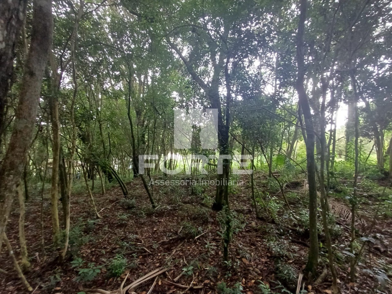 Terreno, 3 hectares - Foto 6