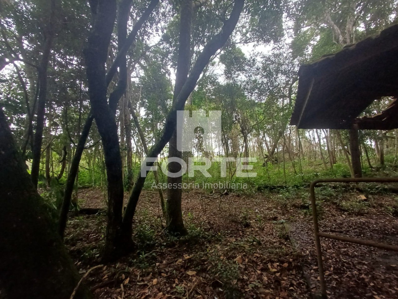 Terreno, 3 hectares - Foto 4