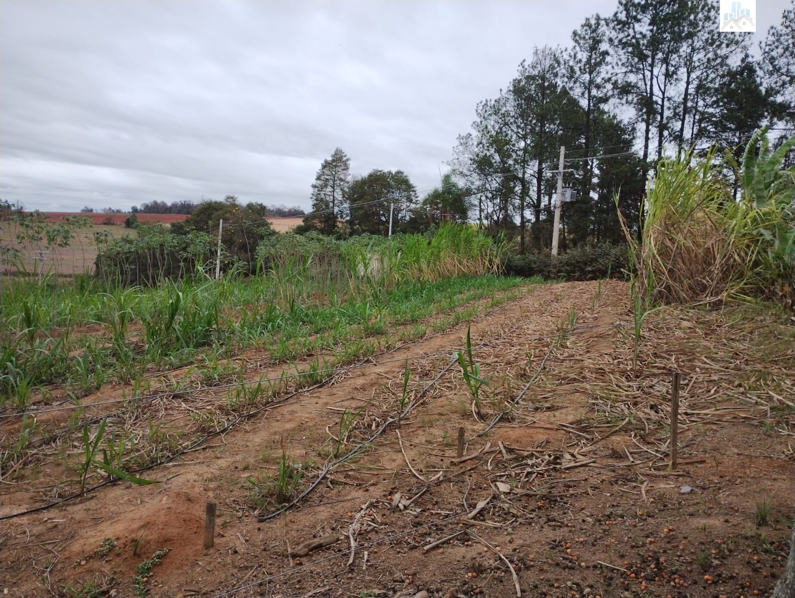 Chácara à venda - Foto 10