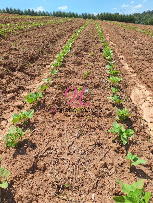 Terreno à venda, 20000m² - Foto 3