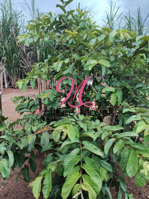 Chácara, 1 quarto - Foto 16