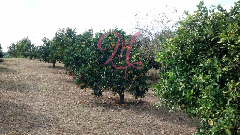 Terreno - Foto 15