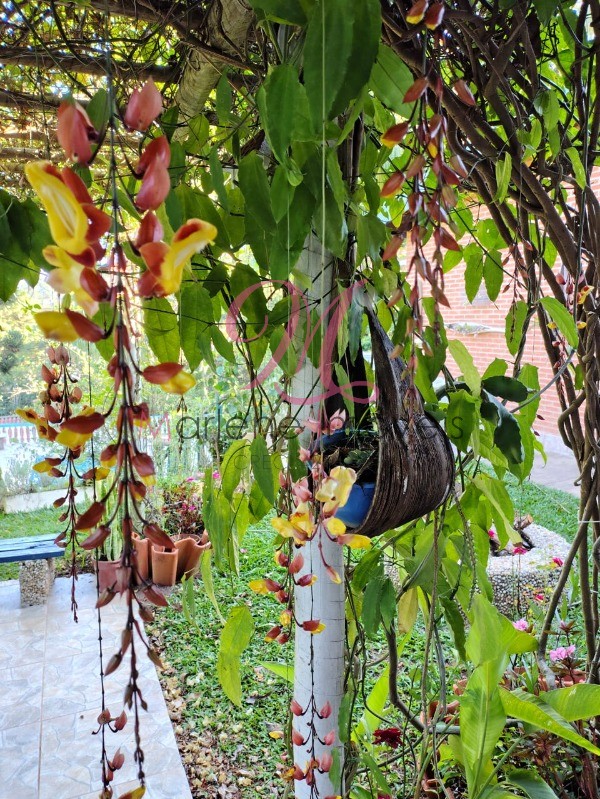 Chácara, 5 quartos - Foto 11
