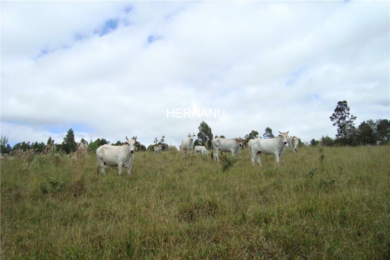 Fazenda - Foto 4
