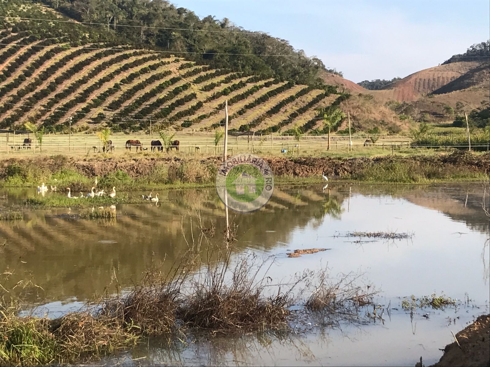 Fazenda à venda com 4 quartos, 2430000m² - Foto 13