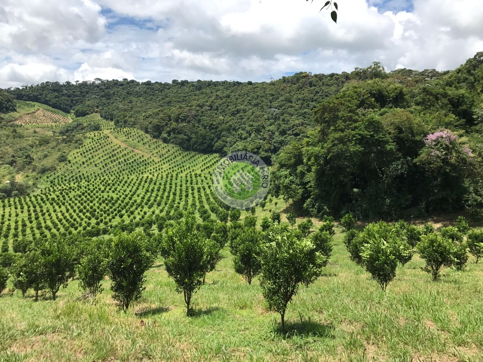 Fazenda à venda com 4 quartos, 2430000m² - Foto 2