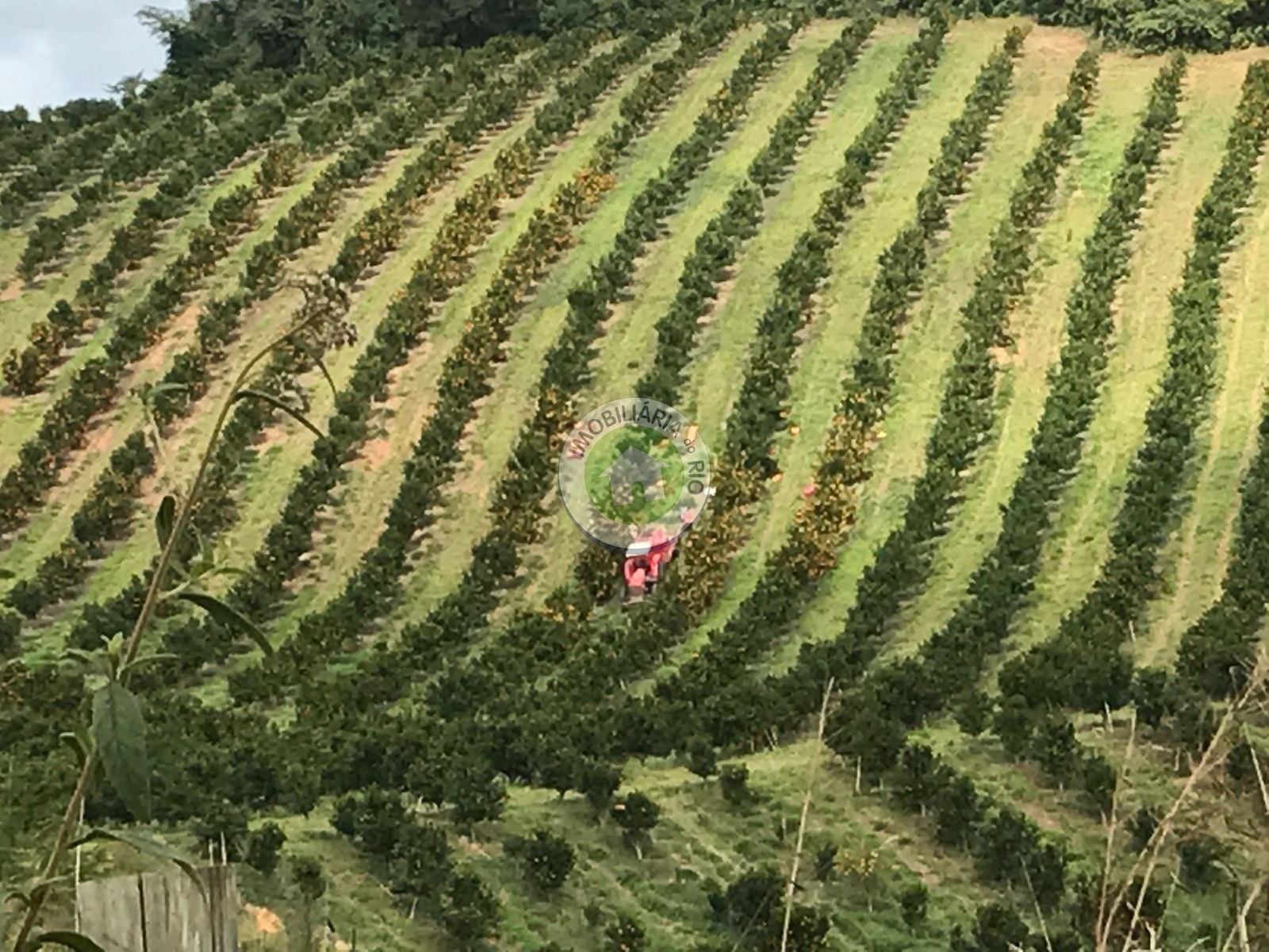 Fazenda à venda com 4 quartos, 2430000m² - Foto 19