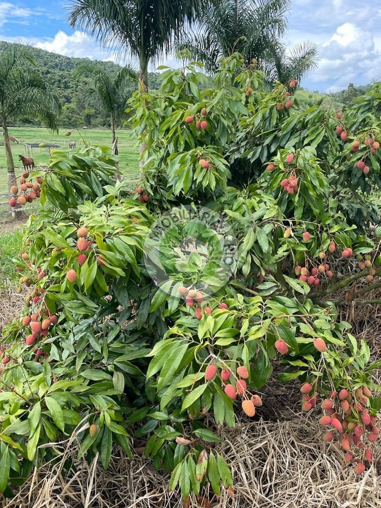 Fazenda à venda com 4 quartos, 2430000m² - Foto 29