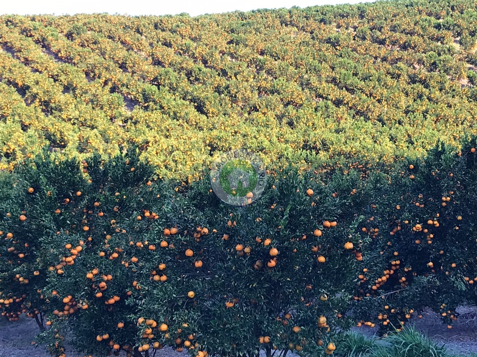 Fazenda à venda com 4 quartos, 2430000m² - Foto 4