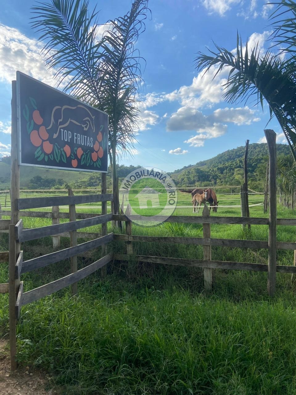 Fazenda à venda com 4 quartos, 2430000m² - Foto 28