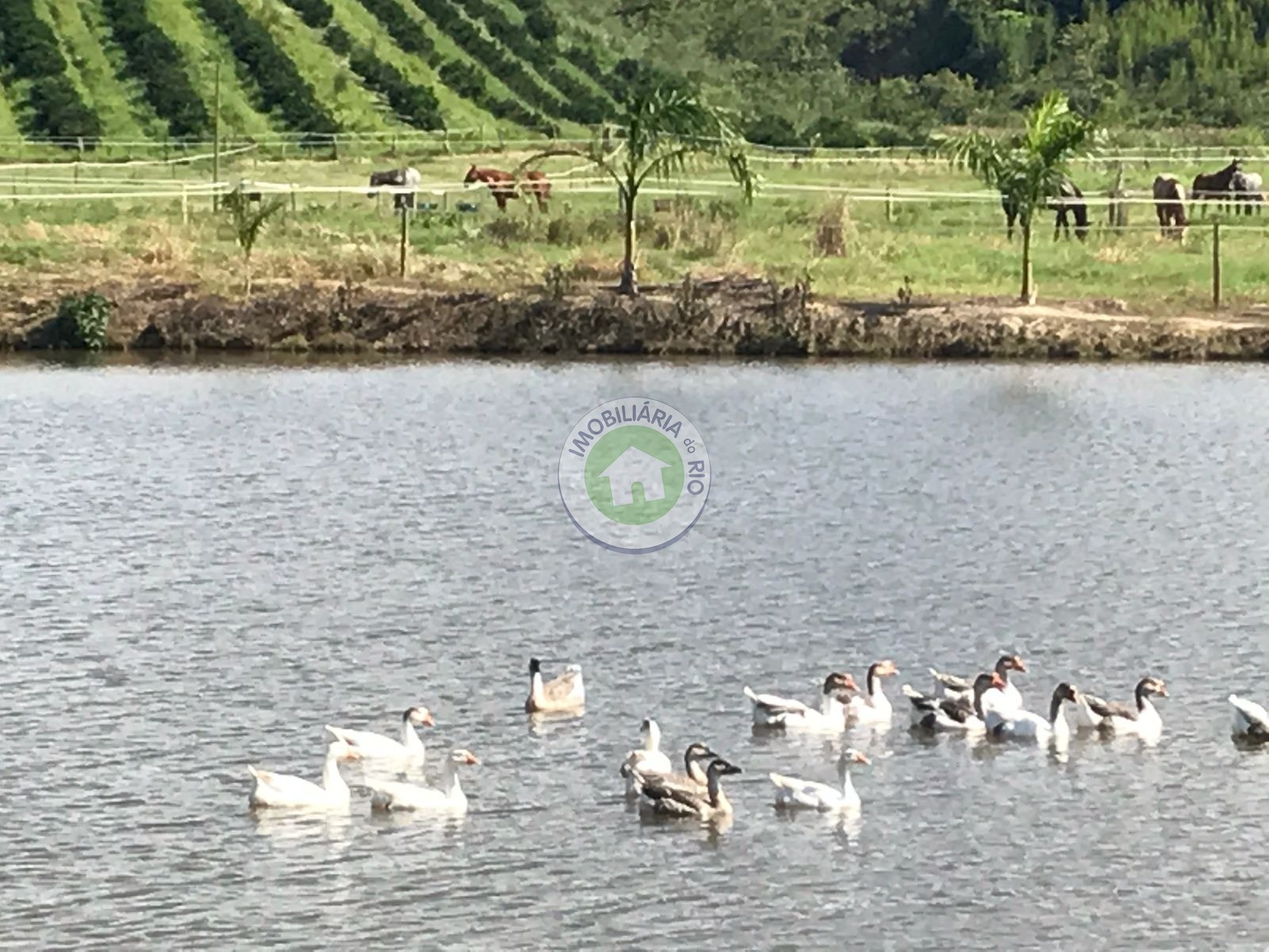 Fazenda à venda com 4 quartos, 2430000m² - Foto 10